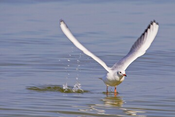 Möwe in Bewegung