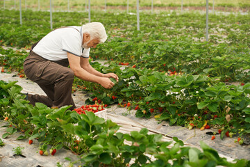 Senior squatting man in uniform picking fresh ripe strawberries on farm field. Harvesting of organic berries. Working process at greenhouse. 