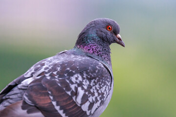 Rock Dove