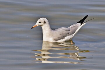 Obraz premium Möwe in Bewegung