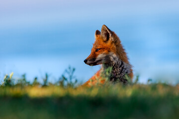 red fox kit in the grass