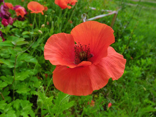 Red poppy on a green background