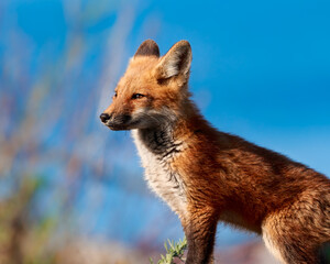 Fototapeta premium Red fox kit