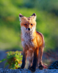 Red Fox Kit