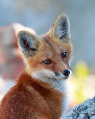Red Fox Kit