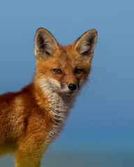 Obraz premium Portrait of Red Fox kit