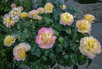 Rose bush in the summer garden. Gloria variety