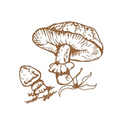 mushrooms vector graphics hand drawn. Print textile illustration background set patern seamless, coloring engraving vintage retro collection forest nature food
