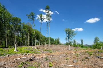 Fototapeta premium Gerodetes Waldgebiet mit einzelnen stehen gelassenen Bäumen und gesunden Laubbäumen vor strahlend blauem Himmel in Zeiten von Klimawandel und Erderwärmung - Stockfoto
