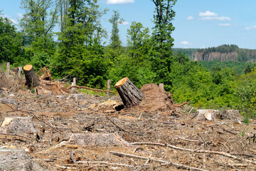 Abgesägte Baumstämme in abgeholztem Wald und vertrocknete Bäume im Hintergrund - Stockfoto