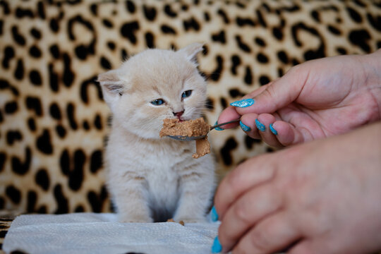 Close-up On A Little Cream Kitten Eating Its Meal.  A Human Hand Gives The Cat Pate On A Spoon