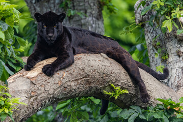 A black Jaguar is resting in the jungle