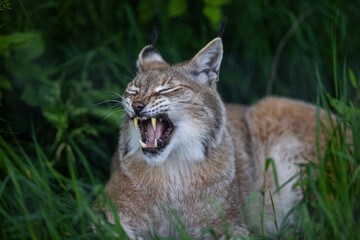 Obraz premium A lynx is resting in the forest