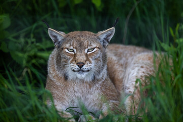 Obraz premium A lynx is resting in the forest
