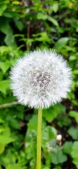 dandelion head
