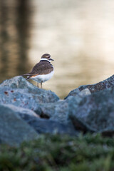 Killdeer at Merganser Lake