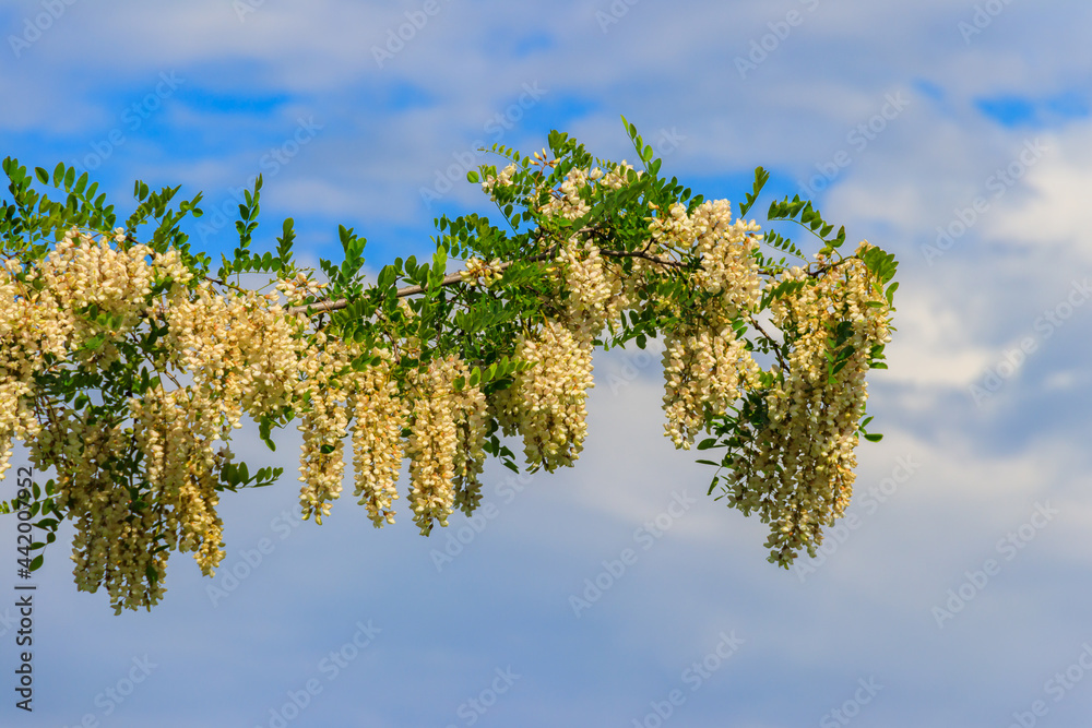 Canvas Prints White acacia flowers closeup (Robinia pseudoacacia). Acacia tree bloom