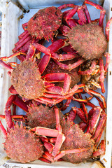 Background. Freshly caught seafood. Crabs in a  plastic container on fish market. Essaoiura, Morocco