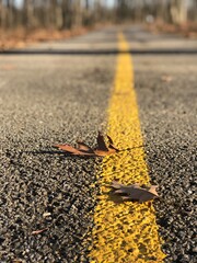 Autumn leaves on the road surface.