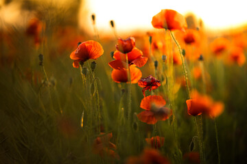 red poppies in the sunset