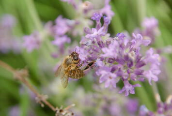 Wespe an eine Lavendel
