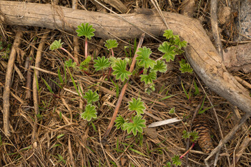 Sprout of a mountain plant in early summer