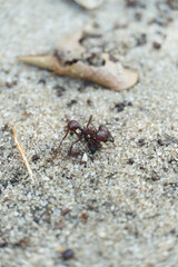 Ant closeup in the park of Rio de Janeiro, Brazil.