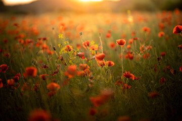 meadow of red blooming poppies in the sunset light