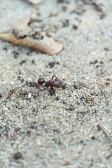 Ant closeup in the park of Rio de Janeiro, Brazil.