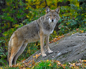 A Coyote gets to higher ground in a forest - Quebec, Canada