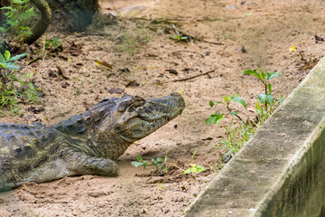Alligator (jacaré do papo amarelo) in the park in Rio de Janeiro, Brazil.