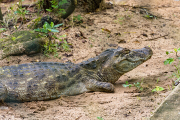 Alligator (jacaré do papo amarelo) in the park in Rio de Janeiro, Brazil.