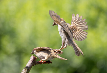 bird in flight