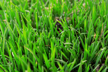 Fototapeta na wymiar Drops of morning dew on the shoots of young grass during dawn