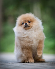 Portrait of a young beautiful purebred Pomeranian in the summer park.