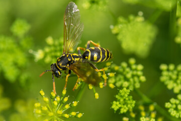 Selective focus shot of a wasp on a flowering plant - Powered by Adobe