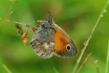Closeup on a Small Heath butterfly, Coenonympha pamphilus , hiding among the green vegetation and grass