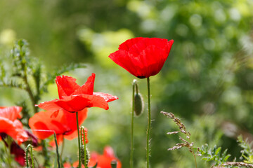 Red poppy flowers on the green meadow
