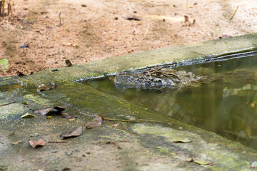 Alligator (jacaré do papo amarelo) in the park in Rio de Janeiro, Brazil.