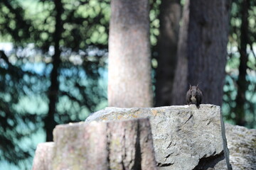 squirrel in the forest