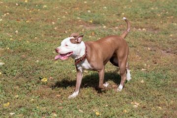 Cute american pit bull terrier puppy is running on a green grass in the autumn park. Pet animals.