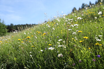 field of daisies