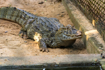 Alligator (jacaré do papo amarelo) in the park in Rio de Janeiro, Brazil.