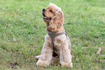 Cavalier king charles spaniel puppy is sitting on a green grass in the autumn park. Pet animals.