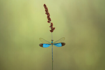 Glass wing Dragonfly sitting on plant branch.