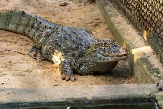 Alligator (jacar&eacute; do papo amarelo) in the park in Rio de Janeiro, Brazil.