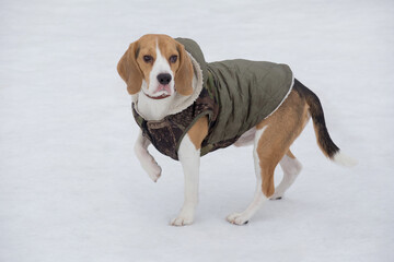Cute english beagle puppy in pet coat is standing on a white snow in the winter park and looking...