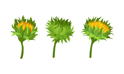 Sunflower Agricultural Plant on Green Stem Vector Set