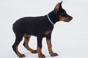 Cute doberman pinscher puppy is standing on a white snow in the winter park. Three month old. Pet...