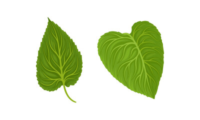 Fototapeta premium Green Petiolate Sunflower Heart-shaped Leaf with Veins Vector Set